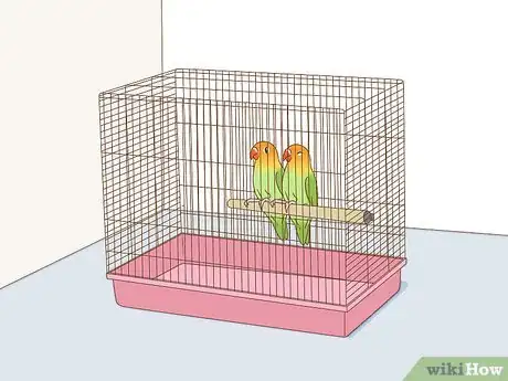 Image intitulée Breed Lovebirds Step 7