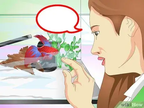 Image intitulée Have a Happy Betta Fish Step 13