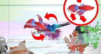 avoir un poisson combattant heureux