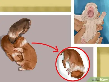 Image intitulée Spot Health Problems in Newborn Puppies Step 11