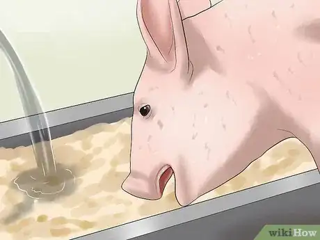 Image intitulée Increase the Weight of a Pig Step 7