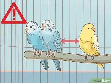 Image intitulée Treat Diarrhea in Parakeets Step 11