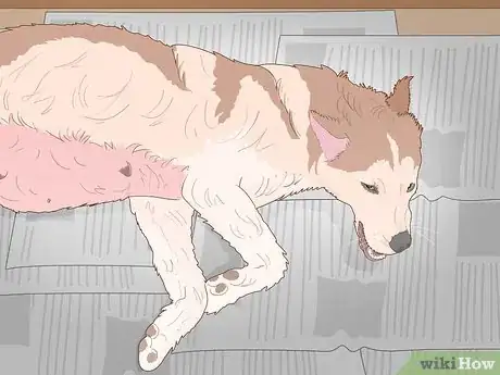 Image intitulée Breed Husky Dogs Step 16