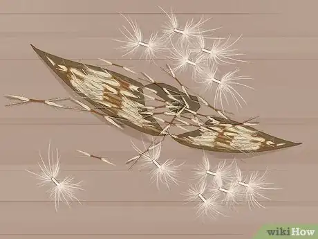 Image intitulée Plant Desert Rose Seeds Step 5