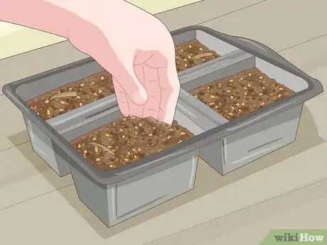 Image intitulée Plant Desert Rose Seeds Step 9