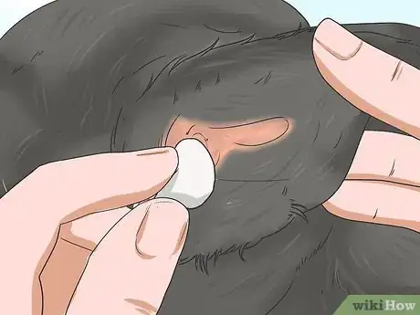 Image intitulée Groom a Miniature Schnauzer Step 10