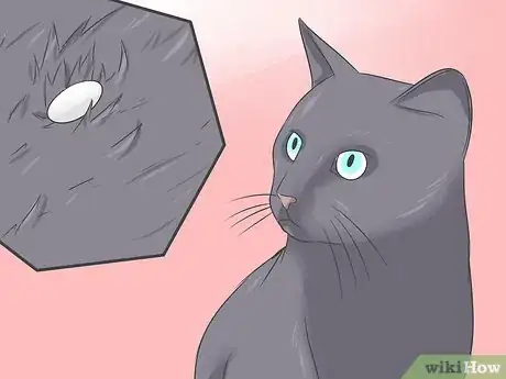 Image intitulée Treat Tapeworm in Cats Step 2