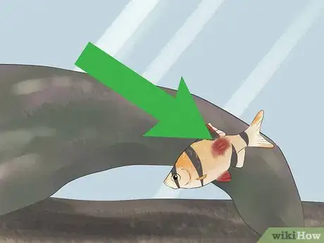 Image intitulée Keep Tiger Barbs Step 9