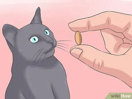 Image intitulée Treat Tapeworm in Cats Step 9