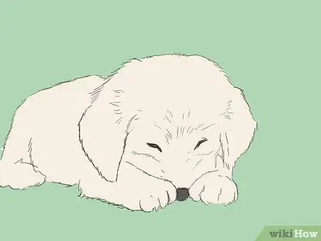 Image intitulée Care for an 8 Week Old Puppy Step 17