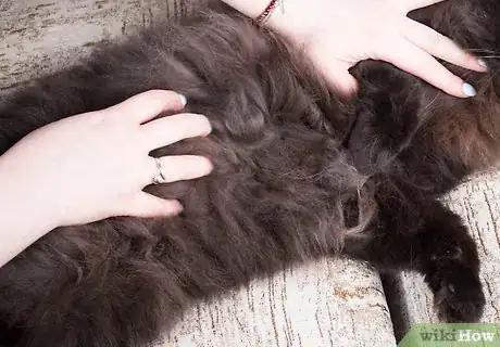 Image intitulée Give Your Cat a Massage Step 15