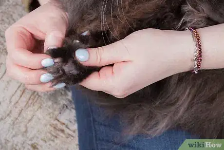 Image intitulée Give Your Cat a Massage Step 20