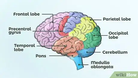 Image intitulée Draw a Brain Step 14