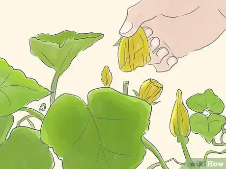 Image intitulée Grow Spaghetti Squash Step 6
