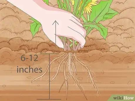 Image intitulée Kill Dandelions Naturally Step 1