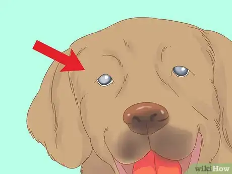 Image intitulée Detect Diabetes in Dogs Step 6