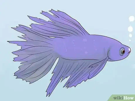 Image intitulée Tell if a Betta Fish Is Sick Step 13