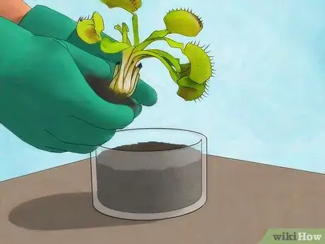 Image intitulée Grow a Venus Flytrap Step 13