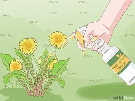 Image intitulée Kill Dandelions Naturally Step 4
