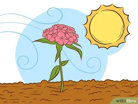 Image intitulée Grow Sweet William Plants Step 4