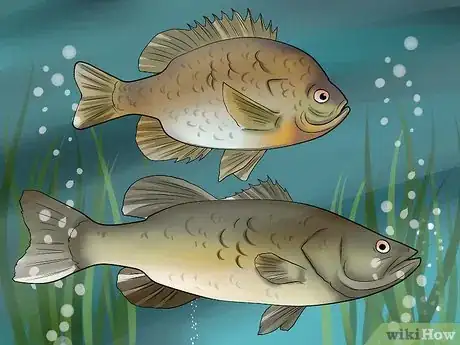 Image intitulée Kill Leeches Step 10