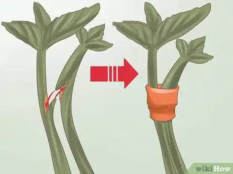 Image intitulée Graft Plants Step 21