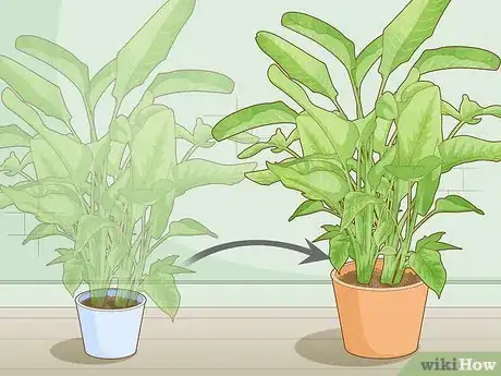 Image intitulée Get a Bird of Paradise to Bloom Step 9