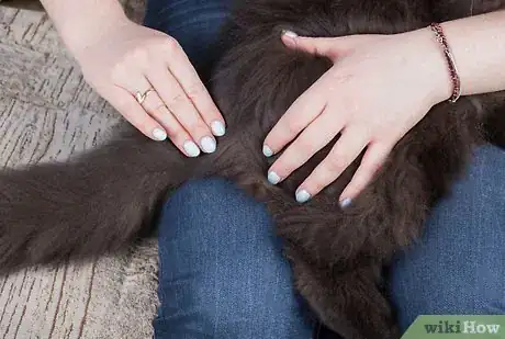Image intitulée Give Your Cat a Massage Step 16