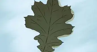 identifier les feuilles de chêne