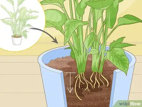 Image intitulée Get a Bird of Paradise to Bloom Step 8