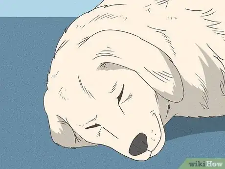 Image intitulée Recognize a Dying Dog Step 8