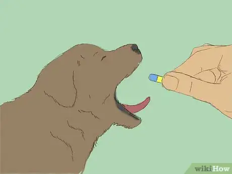 Image intitulée Care for an 8 Week Old Puppy Step 22