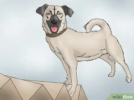 Image intitulée Recognize Signs of Hip Dysplasia in Dogs Step 5