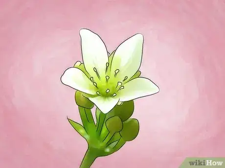 Image intitulée Grow a Venus Flytrap Step 14