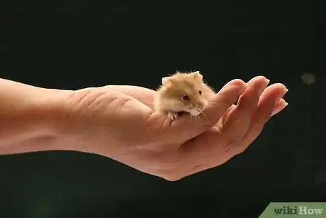 Image intitulée Care for a Hamster Step 7