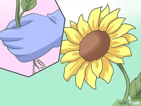 Image intitulée Plant Sunflower Seeds Step 13