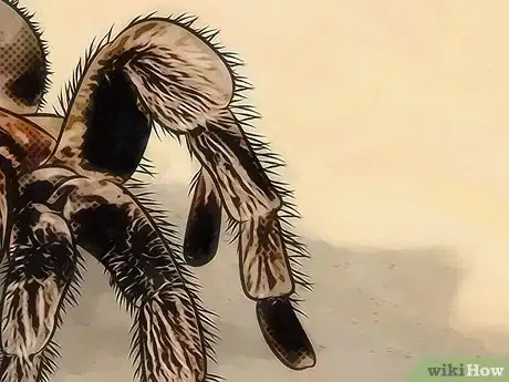 Image intitulée Identify Spider Egg Sacs Step 10
