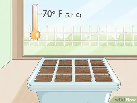 Image intitulée Grow Lavender from Seed Step 6