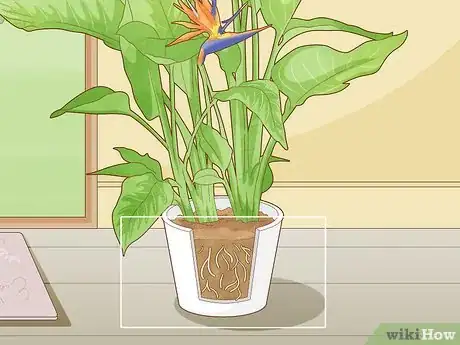 Image intitulée Get a Bird of Paradise to Bloom Step 6
