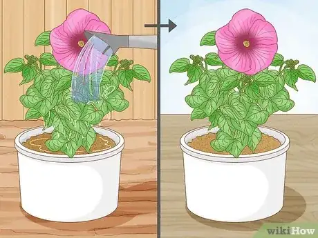 Image intitulée Winterize a Perennial Hibiscus Step 8