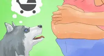 éduquer un husky