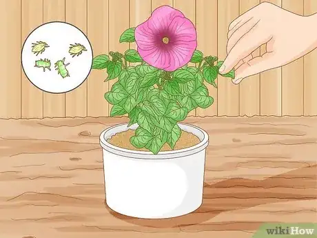 Image intitulée Winterize a Perennial Hibiscus Step 7