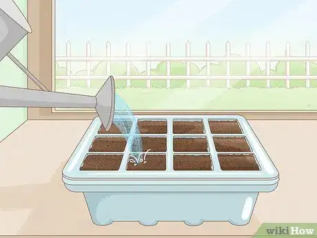 Image intitulée Grow Lavender from Seed Step 7