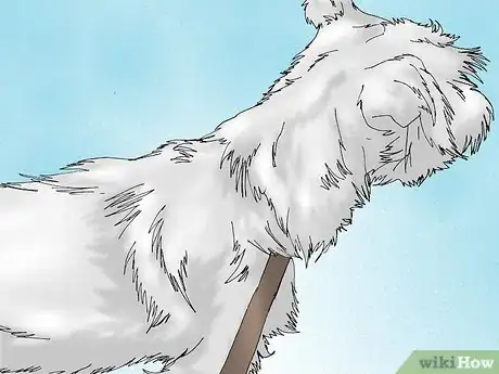 Image intitulée Get a Urine Sample from a Male Dog Step 8