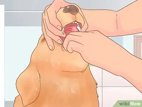 Image intitulée Get Rid of Tapeworms in Your Pets Step 7