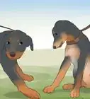 prendre soin d'un chiot Rottweiler