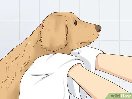 Image intitulée Keep Dogs Warm in the Winter Step 6