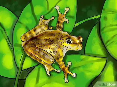 Image intitulée Get Rid of Frogs Step 1Bullet3