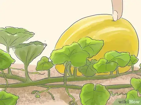 Image intitulée Grow Spaghetti Squash Step 11