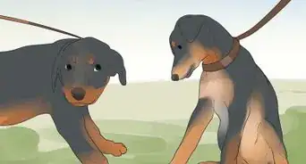 prendre soin d'un chiot Rottweiler